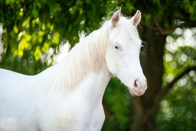 Bezaubernde Paint Horse  Stute 2023 APHA, Rainer, Pferd kaufen, Wernigerode, Abbildung 12