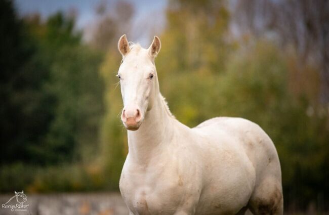 Bezaubernde Paint Horse  Stute 2023 APHA, Rainer, Pferd kaufen, Wernigerode, Abbildung 13