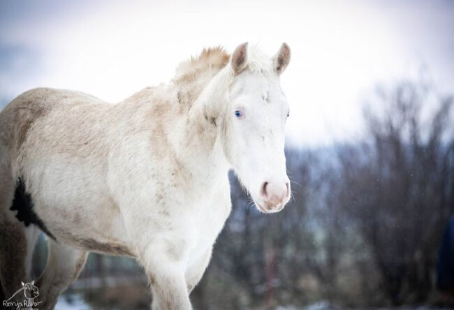 Bezaubernde Paint Horse  Stute 2023 APHA, Rainer, Pferd kaufen, Wernigerode, Abbildung 14