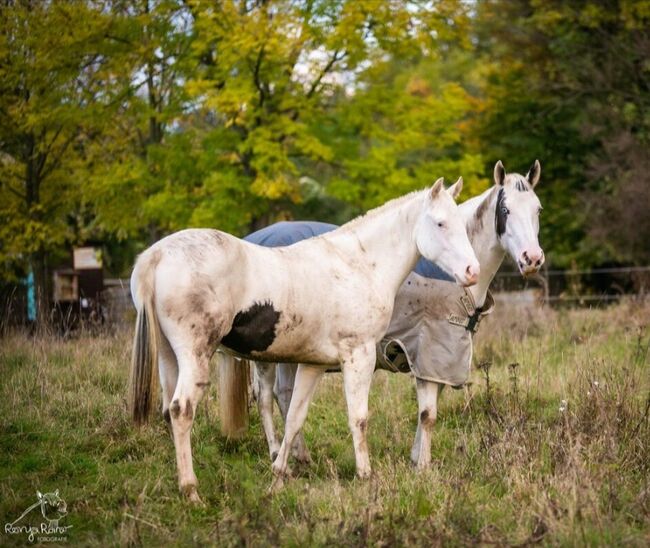 Bezaubernde Paint Horse  Stute 2023 APHA, Rainer, Pferd kaufen, Wernigerode, Abbildung 16