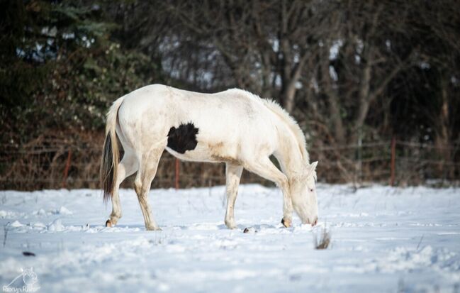 Bezaubernde Paint Horse  Stute 2023 APHA, Rainer, Pferd kaufen, Wernigerode