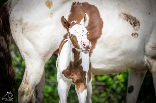 Bezaubernde Paint Horse  Stute 2025 APHA, Rainer, Pferd kaufen, Wernigerode, Abbildung 6