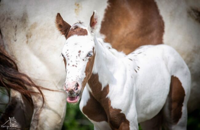 Bezaubernde Paint Horse  Stute 2025 APHA, Rainer, Pferd kaufen, Wernigerode