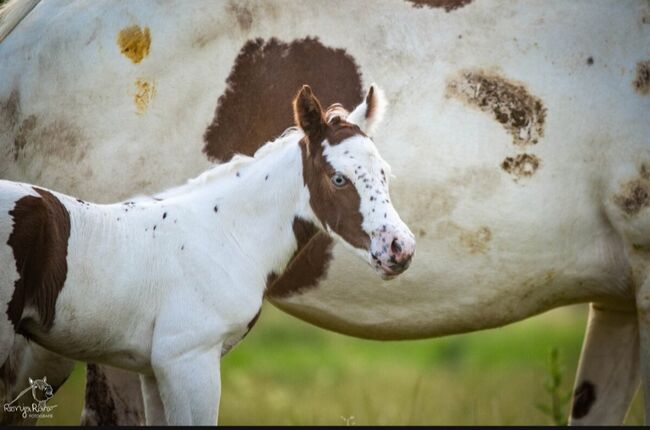 Bezaubernde Paint Horse  Stute 2025 APHA, Rainer, Pferd kaufen, Wernigerode, Abbildung 3