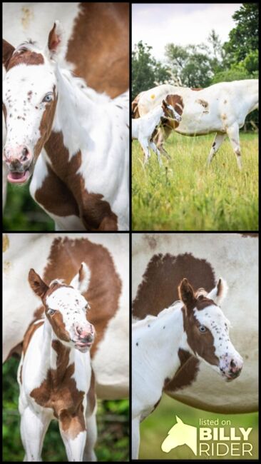 Bezaubernde Paint Horse  Stute 2025 APHA, Rainer, Pferd kaufen, Wernigerode, Abbildung 7