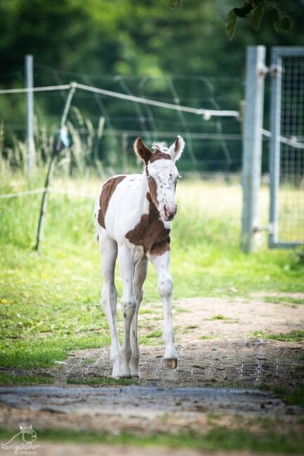 Bezaubernde Paint Horse  Stute 2025 APHA, Rainer, Pferd kaufen, Wernigerode, Abbildung 5