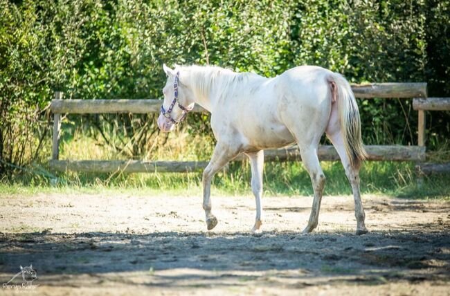 Bezaubernde Paint Horse  Stute, Rainer, Pferd kaufen, Wernigerode, Abbildung 9