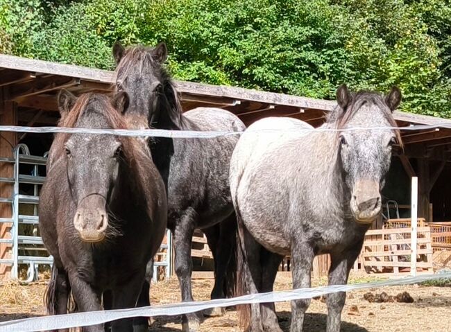 Bezaubernde Ponys, P.a., Pferd kaufen, Bruck an der Mur 