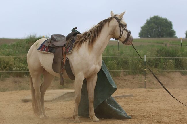 Bezaubernde Quarter Horse Stute in Traumfarbe, Kerstin Rehbehn (Pferdemarketing Ost), Pferd kaufen, Nienburg, Abbildung 6
