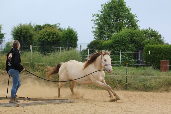 Bezaubernde Quarter Horse Stute in Traumfarbe, Kerstin Rehbehn (Pferdemarketing Ost), Pferd kaufen, Nienburg, Abbildung 15