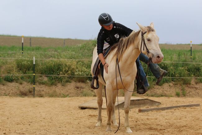 Bezaubernde Quarter Horse Stute in Traumfarbe, Kerstin Rehbehn (Pferdemarketing Ost), Pferd kaufen, Nienburg, Abbildung 5