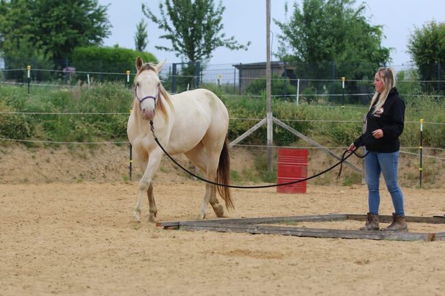 Bezaubernde Quarter Horse Stute in Traumfarbe, Kerstin Rehbehn (Pferdemarketing Ost), Pferd kaufen, Nienburg, Abbildung 12