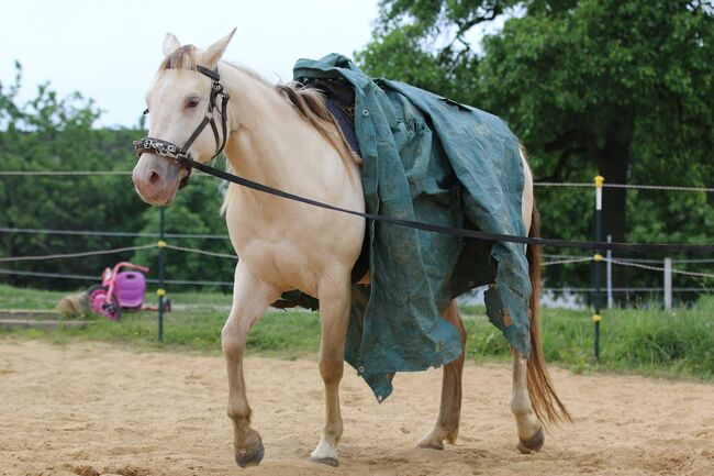 Bezaubernde Quarter Horse Stute in Traumfarbe, Kerstin Rehbehn (Pferdemarketing Ost), Pferd kaufen, Nienburg, Abbildung 4