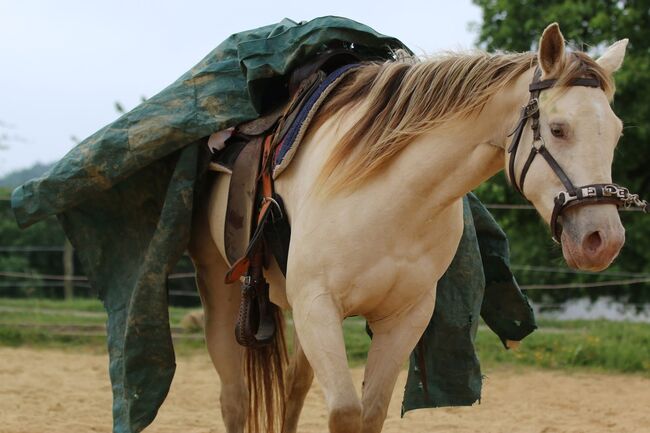 Bezaubernde Quarter Horse Stute in Traumfarbe, Kerstin Rehbehn (Pferdemarketing Ost), Pferd kaufen, Nienburg, Abbildung 2