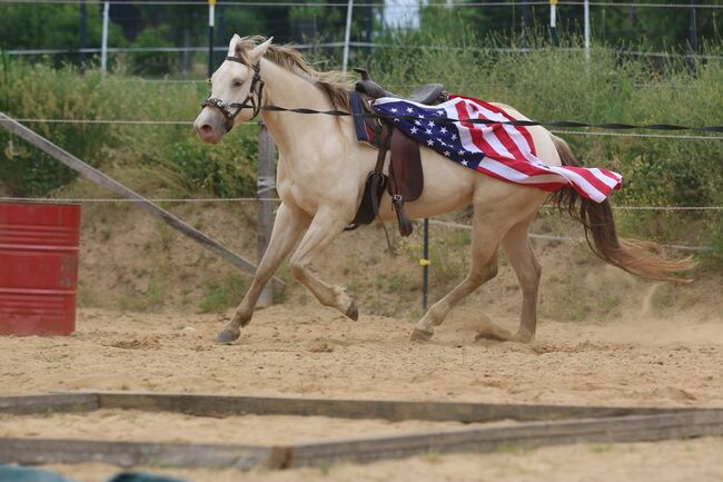 Bezaubernde Quarter Horse Stute in Traumfarbe, Kerstin Rehbehn (Pferdemarketing Ost), Pferd kaufen, Nienburg, Abbildung 13