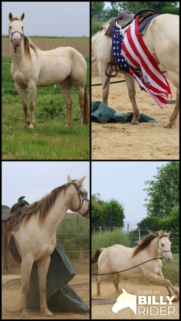 Bezaubernde Quarter Horse Stute in Traumfarbe, Kerstin Rehbehn (Pferdemarketing Ost), Pferd kaufen, Nienburg, Abbildung 18