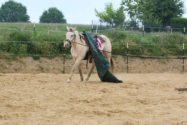 Bezaubernde Quarter Horse Stute in Traumfarbe, Kerstin Rehbehn (Pferdemarketing Ost), Pferd kaufen, Nienburg, Abbildung 11