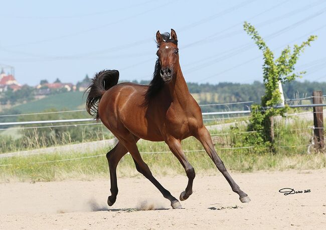 Bezaubernde VA-Jährlingsstute, MW , Pferd kaufen, Linz 
