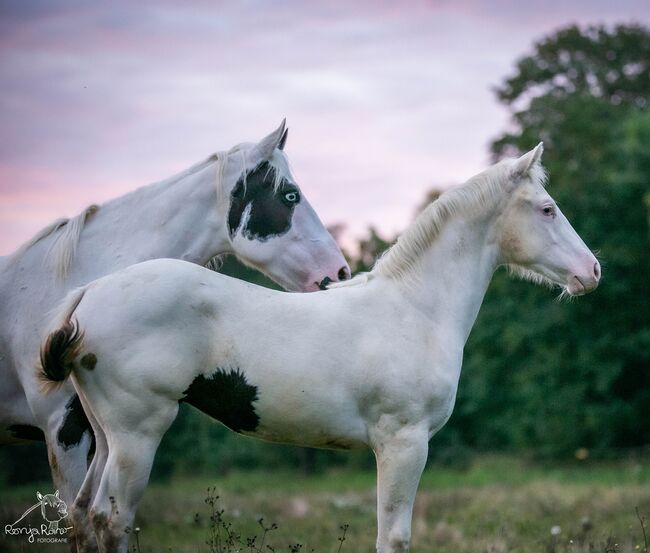 Bezauberndes Paint Horse Fohlen Stute, Rainer, Pferd kaufen, Wernigerode, Abbildung 6