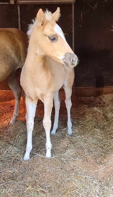 Bezauberndes Paint Horse Stutfohlen in Traumfarbe, Kerstin Rehbehn (Pferdemarketing Ost), Pferd kaufen, Nienburg, Abbildung 10