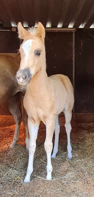 Bezauberndes Paint Horse Stutfohlen in Traumfarbe, Kerstin Rehbehn (Pferdemarketing Ost), Pferd kaufen, Nienburg, Abbildung 5