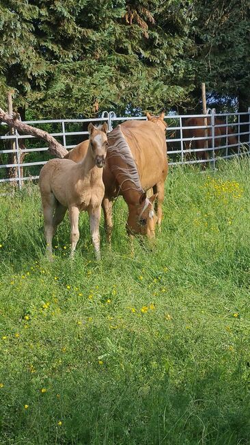 Bezauberndes Paint Horse Stutfohlen in Traumfarbe, Kerstin Rehbehn (Pferdemarketing Ost), Pferd kaufen, Nienburg, Abbildung 3