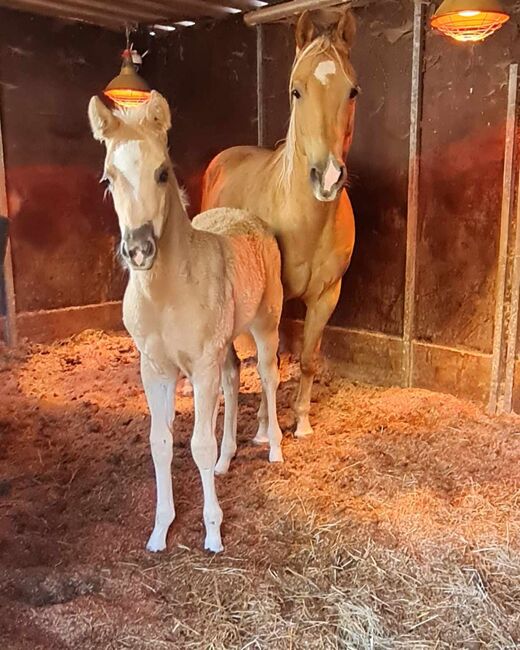 Bezauberndes Paint Horse Stutfohlen in Traumfarbe, Kerstin Rehbehn (Pferdemarketing Ost), Pferd kaufen, Nienburg, Abbildung 6