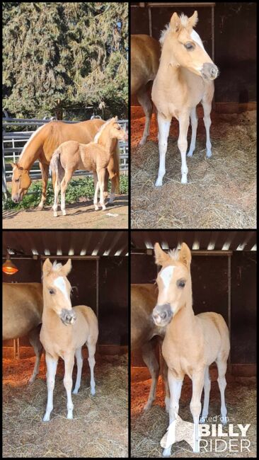 Bezauberndes Paint Horse Stutfohlen in Traumfarbe, Kerstin Rehbehn (Pferdemarketing Ost), Pferd kaufen, Nienburg, Abbildung 11