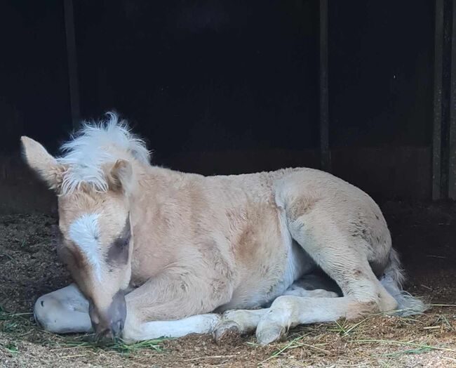 Bezauberndes Paint Horse Stutfohlen in Traumfarbe, Kerstin Rehbehn (Pferdemarketing Ost), Pferd kaufen, Nienburg, Abbildung 7