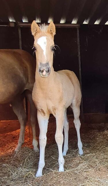 Bezauberndes Paint Horse Stutfohlen in Traumfarbe, Kerstin Rehbehn (Pferdemarketing Ost), Pferd kaufen, Nienburg, Abbildung 8