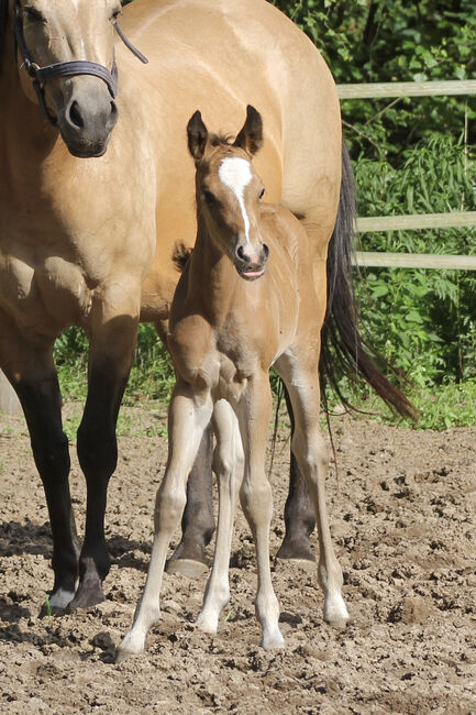 Bezauberndes Quarter Horse Stutfohlen, Kerstin Rehbehn (Pferdemarketing Ost), Pferd kaufen, Nienburg, Abbildung 7