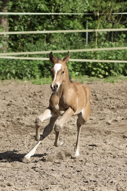 Bezauberndes Quarter Horse Stutfohlen, Kerstin Rehbehn (Pferdemarketing Ost), Pferd kaufen, Nienburg, Abbildung 2