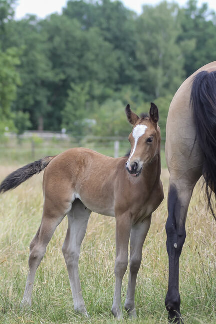 Bezauberndes Quarter Horse Stutfohlen, Kerstin Rehbehn (Pferdemarketing Ost), Pferd kaufen, Nienburg, Abbildung 5