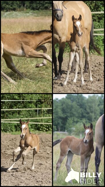 Bezauberndes Quarter Horse Stutfohlen, Kerstin Rehbehn (Pferdemarketing Ost), Pferd kaufen, Nienburg, Abbildung 9
