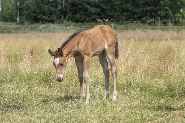 Bezauberndes Quarter Horse Stutfohlen, Kerstin Rehbehn (Pferdemarketing Ost), Pferd kaufen, Nienburg, Abbildung 3
