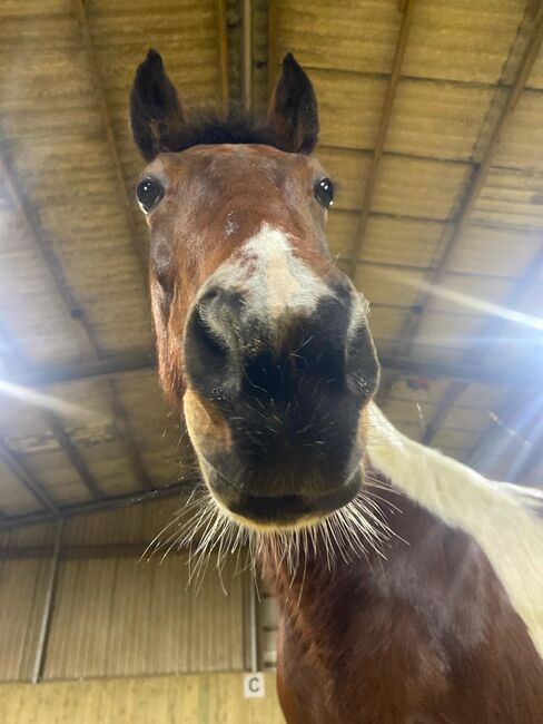 Bibi sucht Tina - junge Stute zu verkaufen, Ute Stolzenberg, Horses For Sale, Düren