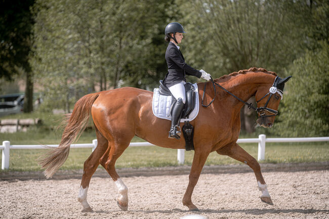 Großer Gentleman sucht 5*-Zuhause, Alina k , Horses For Sale, Schwaikheim , Image 3