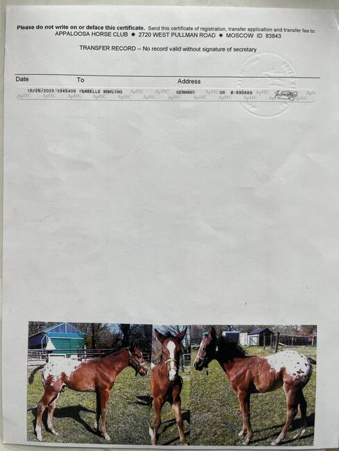 Fast 3 jähriger Appaloosa Wallach, Isabelle Bohling, Horses For Sale, Kutenholz , Image 3