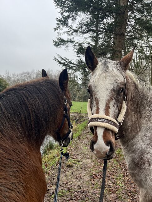 Fast 3 jähriger Appaloosa Wallach, Isabelle Bohling, Horses For Sale, Kutenholz , Image 9