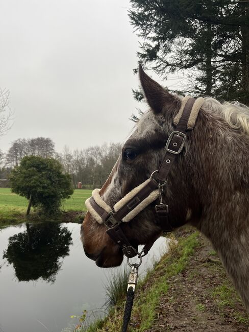 Fast 3 jähriger Appaloosa Wallach, Isabelle Bohling, Horses For Sale, Kutenholz , Image 10