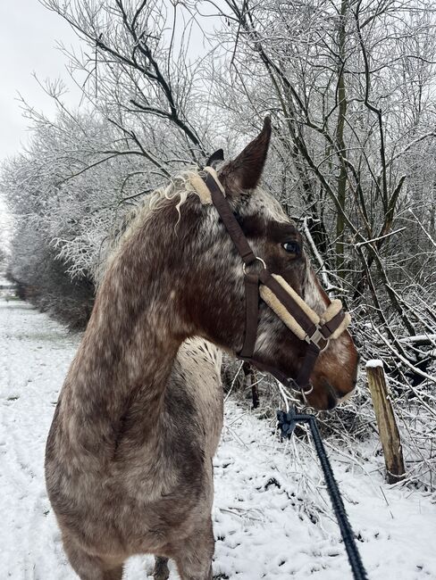 Fast 3 jähriger Appaloosa Wallach, Isabelle Bohling, Horses For Sale, Kutenholz , Image 16