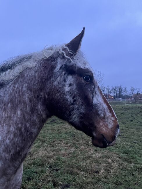 Fast 3 jähriger Appaloosa Wallach, Isabelle Bohling, Horses For Sale, Kutenholz , Image 19