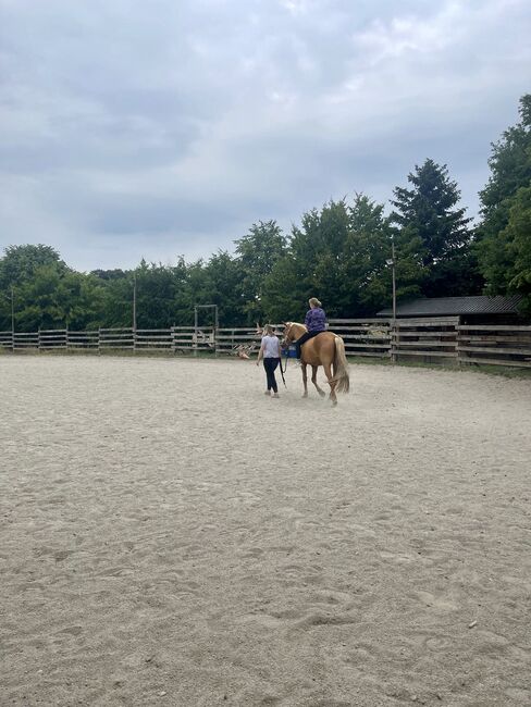 fast 4 jähriger Spanier, Jenny, Horses For Sale, Hohenstein , Image 8