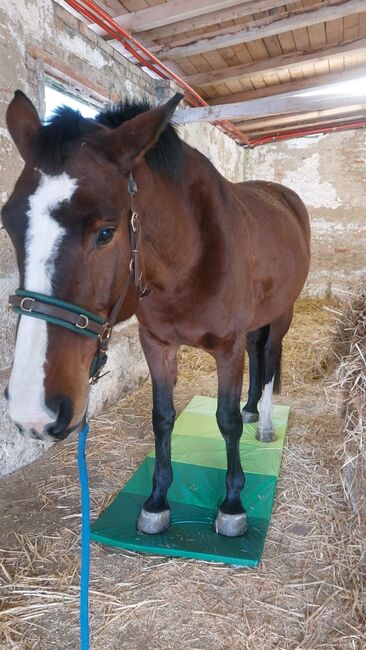 Fast wie ein eigenes Pferd oder pony, Tina, Horse Sharing, Döbeln, Image 6