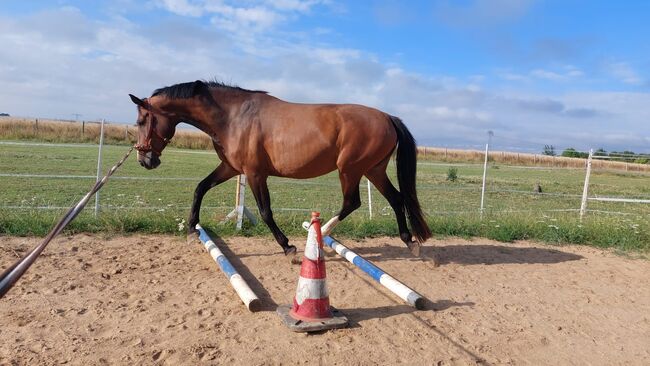 Fast wie ein eigenes Pferd oder pony, Tina, Horse Sharing, Döbeln, Image 10