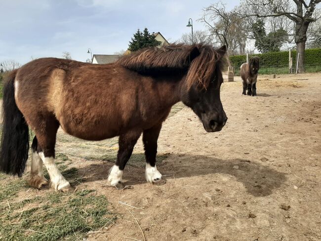 Fast wie ein eigenes Pferd oder pony, Tina, Horse Sharing, Döbeln, Image 13