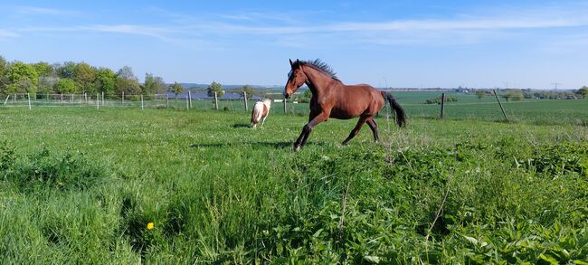 Besonderer Wallach, Tina, Horses For Sale, Döbeln, Image 5