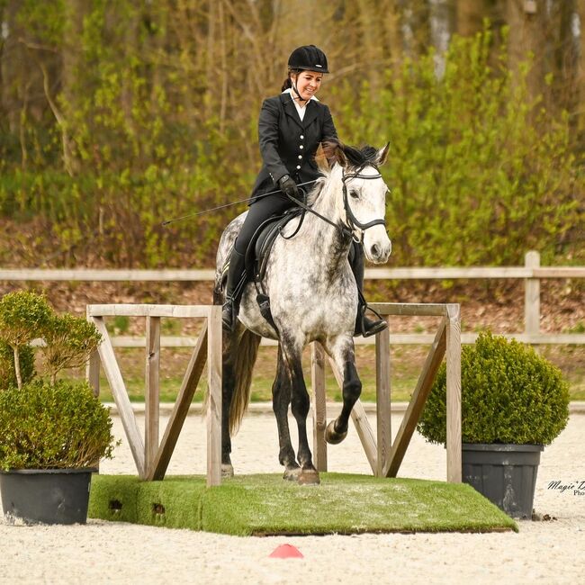 Bildhübsche Apfelschimmel PRE Stute mit guten Bewegungen, Post-Your-Horse.com (Caballoria S.L.), Pferd kaufen, Rafelguaraf