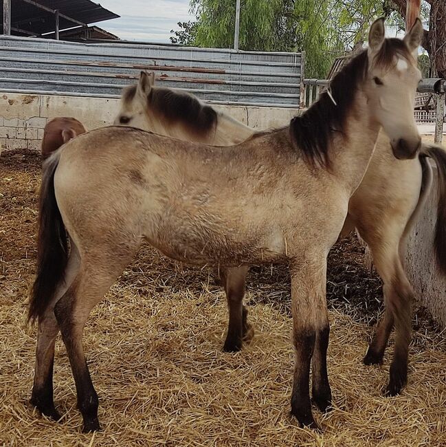 Bildhübsche falbe PRE Stute mit Sternabzeichen, Post-Your-Horse.com (Caballoria S.L.), Horses For Sale, Rafelguaraf