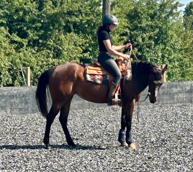 Bildhübsche, feine Quarter Horse Stute, Kerstin Rehbehn (Pferdemarketing Ost), Pferd kaufen, Nienburg, Abbildung 4